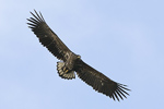 Havsörn/Haliaeetus albicilla/White-tailed Eagle
