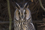 Hornuggla/Asio otus/Long-eared Owl