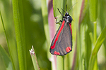Karminspinnare/Cinnabar moth