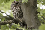 Kattuggla/Strix aluco/Tawny Owl