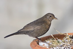 Koltrast/Eurasian Blackbird