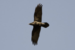 Korp/Corvus corax/Common Raven