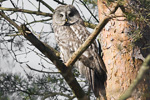 Lappuggla/Strix nebulosa/Great Gray Owl