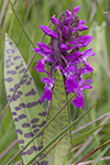 Majnycklar/Dactylorhiza majalis/Western Marsh-orchid