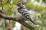 Mindre hackspett/Dendrocopos minor/Lesser Spotted Woodpecker 