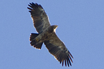 Mindre skrikörn/Aquila pomarina/Lesser Spotted Eagle