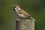 Pilfink/Passer montanus/Tree Sparrow