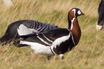 Rödhalsad gås/Branta ruficollis/Red-breasted Goose
