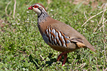 Rödhöna/Alectoris rufa/Red-legged Partridge 