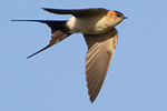 Rostgumpsvala/Hirundo daurica/Red-rumped Swallow