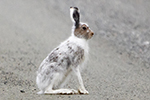 Skogshare/Mountain hare