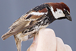Spansk sparv Passer hispaniolensis Spanish Sparrow