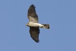 Sparvhök/Accipiter nisus/Eurasian Sparrowhawk