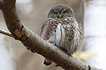Sparvuggla/Eurasian pygmy owl