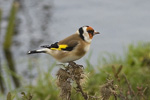 Steglits/Carduelis carduelis/European Goldfinch