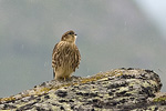 Stenfalk/Falco columbarius/Merlin