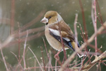 Stenknäck/Coccothraustes coccothraustes/Hawfinch