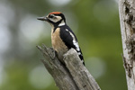 Större hackspett/Dendrocopos major/Great Spotted Woodpecker