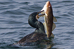 Storskarv/Phalacrocorax carbo/Great Cormorant