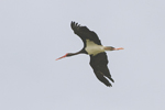 Svart stork/Ciconia nigra/Black Stork