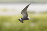 Svarttärna/Black Tern