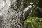 Tretåig hackspett/Picoides tridactylus/Three-toed Woodpecker