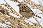 Tundrasparv/Spizelloides arborea/American tree sparrow