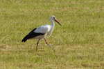 Vit stork/Ciconia ciconia/White Stork