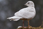 Vitvingad trut/Larus glaucoides/Iceland Gull