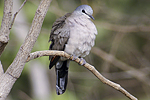 Black-billed Wood-Dove