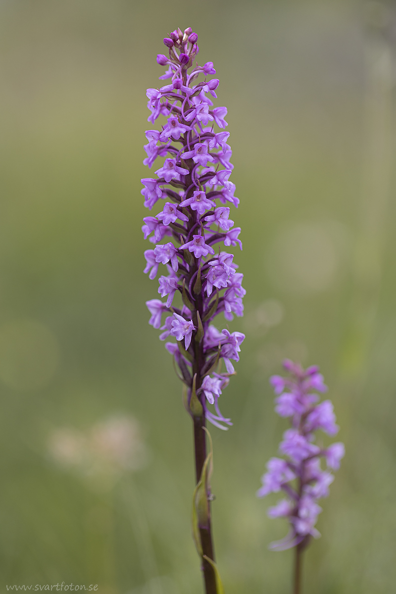 Brudsporre - Gymnadenia conopsea - Fragrant Orchid - Svartfoton.se ...