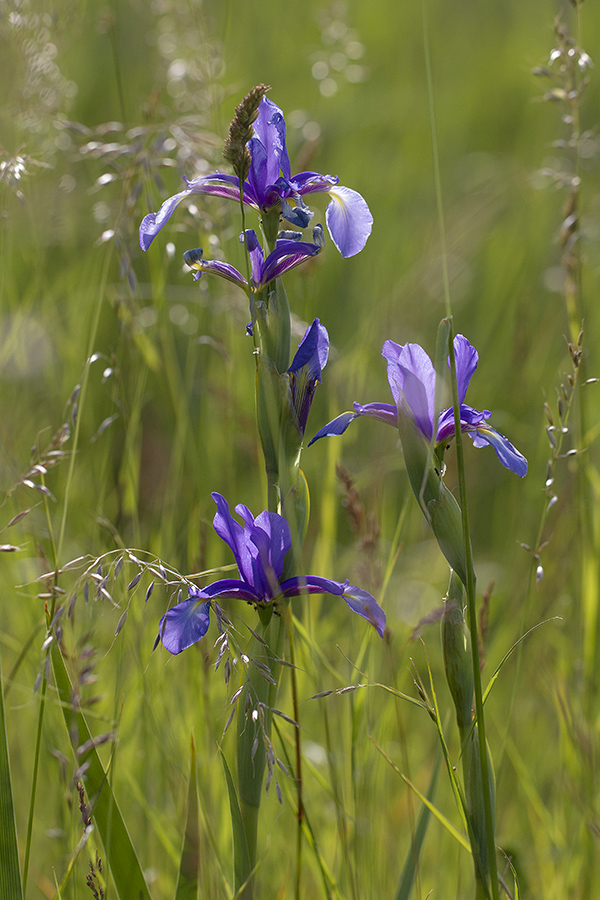 Iris Spuria (Blue Iris)