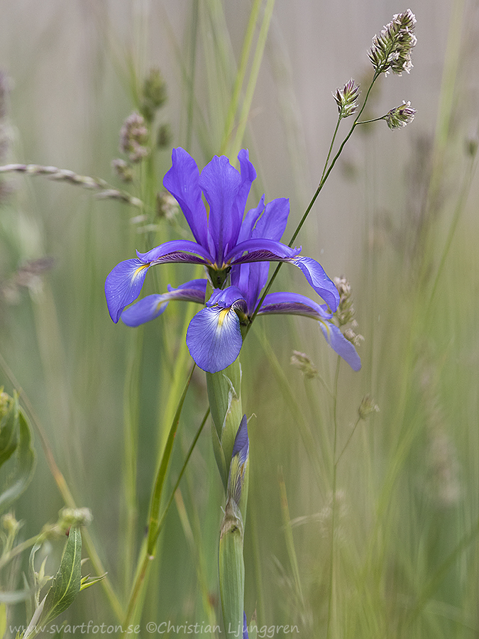 Iris Spuria (Blue Iris)