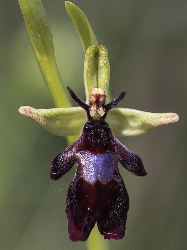 Flugblomster - Ophrys insectifera - Fly Orchid - Svartfoton.se ...