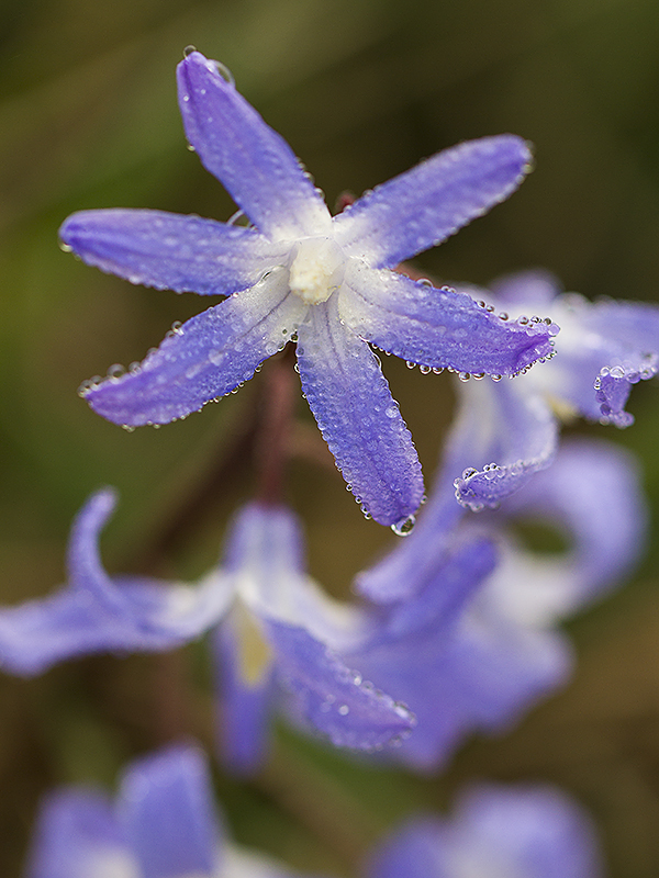 Vårstjärna - Scilla forbesii V&arstjärna Scilla forbesii Glory-of-the ...